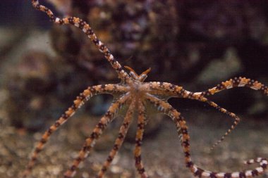 Wunderpus ahtapot Wunderpus photogenicus uzun sekiz kolları yayılır ve araştırıyor.