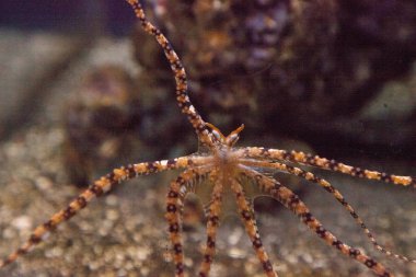 Wunderpus ahtapot Wunderpus photogenicus uzun sekiz kolları yayılır ve araştırıyor.