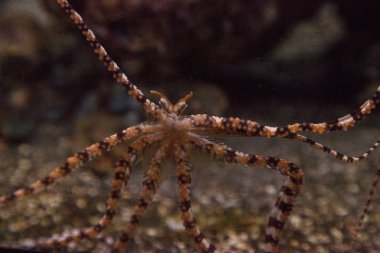 Wunderpus ahtapot Wunderpus photogenicus uzun sekiz kolları yayılır ve araştırıyor.