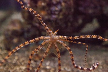 Wunderpus ahtapot Wunderpus photogenicus uzun sekiz kolları yayılır ve araştırıyor.