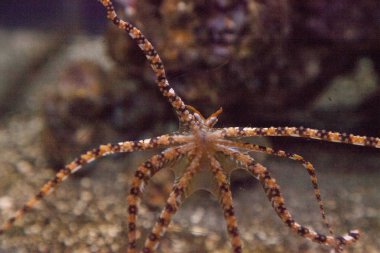 Wunderpus ahtapot Wunderpus photogenicus uzun sekiz kolları yayılır ve araştırıyor.