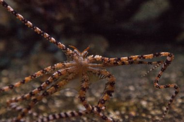 Wunderpus octopus Wunderpus photogenicus