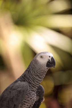 Afrika gri papağanı Psittacus erithacus tünemiş ahşap oyun jimnastiği evde beslenen hayvan.