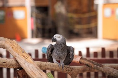 Afrika gri papağanı Psittacus erithacus tünemiş ahşap oyun jimnastiği evde beslenen hayvan.
