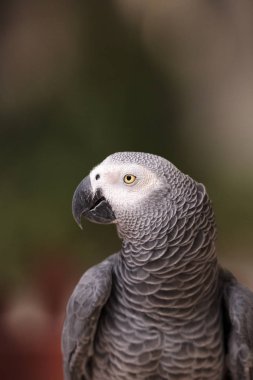 Afrika gri papağanı Psittacus erithacus evde beslenen hayvan