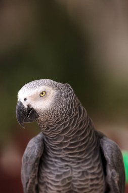 Afrika gri papağanı Psittacus erithacus evde beslenen hayvan