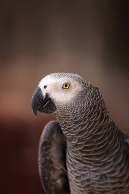 Afrika gri papağanı Psittacus erithacus tünemiş ahşap oyun jimnastiği evde beslenen hayvan.