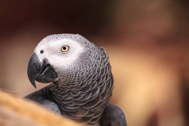 Afrika gri papağanı Psittacus erithacus tünemiş ahşap oyun jimnastiği evde beslenen hayvan.