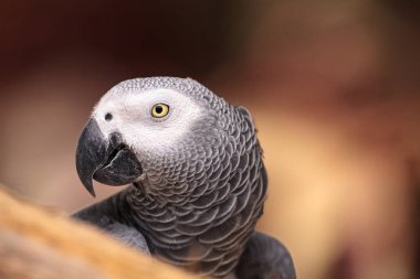 Afrika gri papağanı Psittacus erithacus tünemiş ahşap oyun jimnastiği evde beslenen hayvan.
