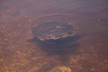 Florida kaplumbağası Apalone ferox