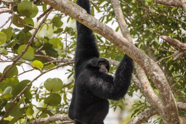 Beyaz lar da denilen lar jibon veya Hylobates lar teslim