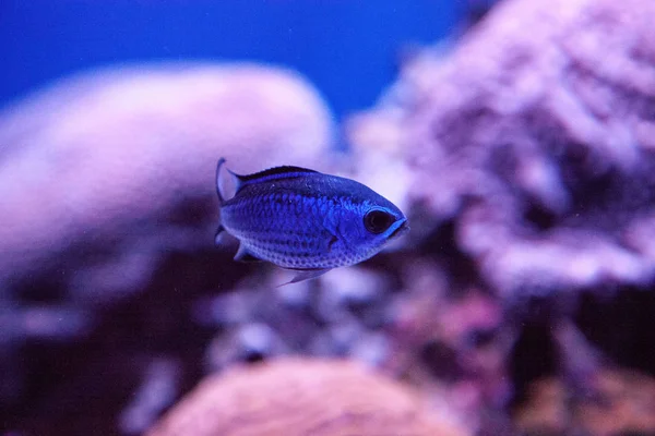 Recife Azul Cromis Damselfish Chromis Cyaneus Nada Através Recife Coral — Fotografia de Stock