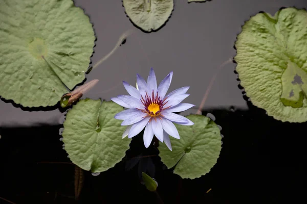 Синяя Звезда Воды Лилия Nymphaea Nouchali Цветок Цветет Фиолетовый Цветок — стоковое фото