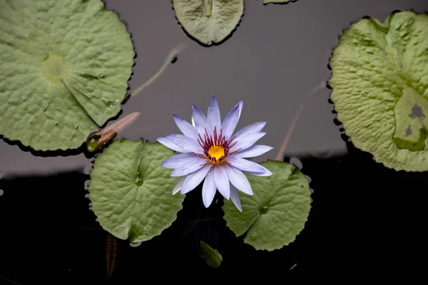 Estrela Azul Lírio Água Nymphaea Nouchali Flor Sua Flor Roxa — Fotografia de Stock