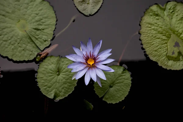 Блакитна Зірка Nymphaea Nouchali Квітка Наприклад Декоративний Його Пурпурна Квітка — стокове фото