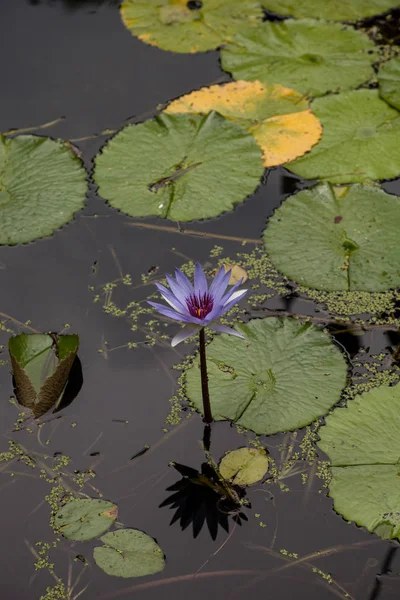Блакитна Зірка Nymphaea Nouchali Квітка Наприклад Декоративний Його Пурпурна Квітка — стокове фото