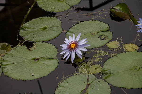 Blaue Seerose Nymphaea Nouchali Blume Blüht Ihre Lila Blume Auf — Stockfoto