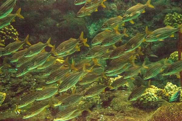 Schwarm Blau Gestreifter Grunzfische Haemulon Sciurus Schwimmen Kreis Entlang Eines — Stockfoto