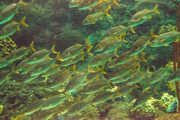 Schwarm Blau Gestreifter Grunzfische Haemulon Sciurus Schwimmen Kreis Entlang Eines — Stockfoto