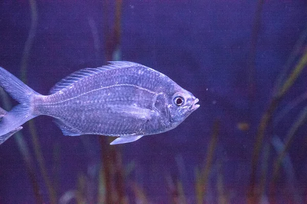 Jasně Modré Zelené Chromis Chromis Viridis Plave Podél Korálového Útesu — Stock fotografie