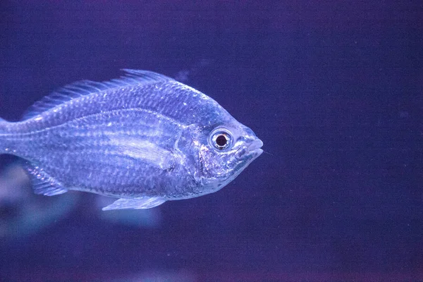 Chromis Chromis Viridis Schwimmt Einem Korallenriff Entlang — Stockfoto