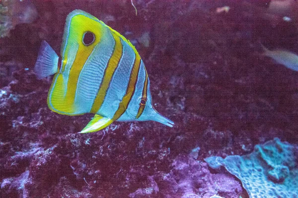 Copperband Fjärilsfisk Chelmon Rostratus Med Sin Långa Näsa Plockar Koraller — Stockfoto