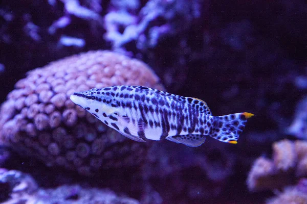 Dalmation Molly Tropical Fish Poecilia Latipinna Nada Através Recife Coral — Fotografia de Stock