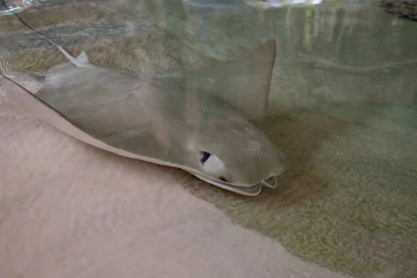 Stachelrochen Rhinoptera Bonasus Sieben Sand Durch Sein Maul Auf Der — Stockfoto