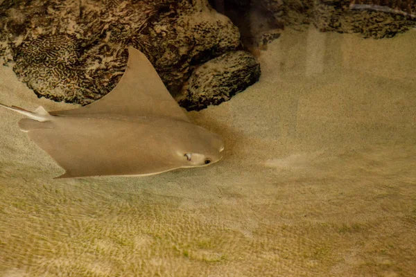 Crownose Stingray Rhinoptera Bonasus Tamiza Arena Través Boca Busca Comida —  Fotos de Stock