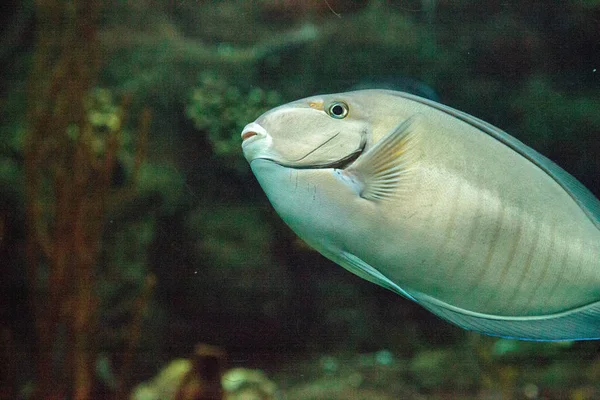 Doctorfish Tang Acanthurus Chirurgus Encontrado Oceano Atlântico — Fotografia de Stock