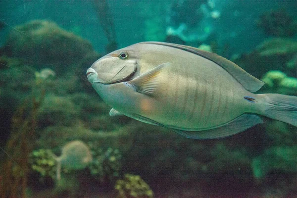 Doctorfish Tang Acanthurus Chirurgus Encuentra Océano Atlántico —  Fotos de Stock