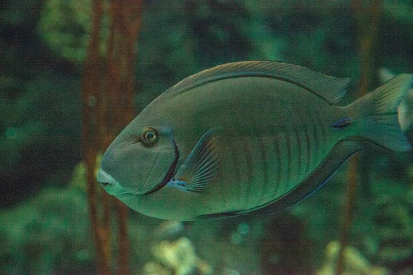 Doktorfisch Tang Acanthurus Chirurgus Kommt Atlantik Vor — Stockfoto