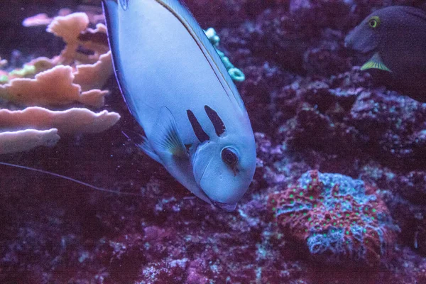 Doubleband Surgeonfish Acanthurus Tennenti Κολυμπάει Κατά Μήκος Ενός Κοραλλιογενούς Υφάλου — Φωτογραφία Αρχείου