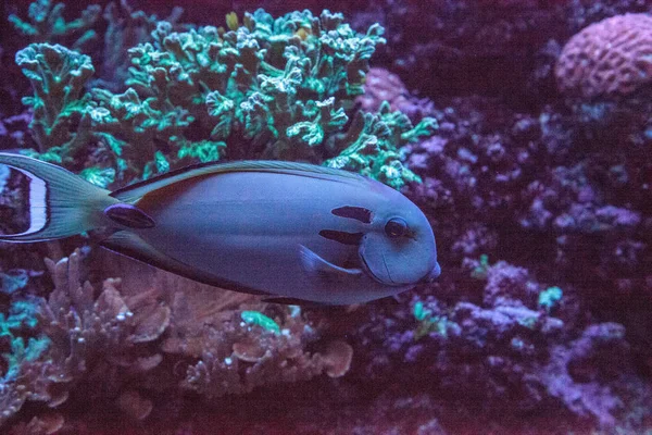 Doubleband Surgeonfish Acanthurus Tennenti Κολυμπάει Κατά Μήκος Ενός Κοραλλιογενούς Υφάλου — Φωτογραφία Αρχείου