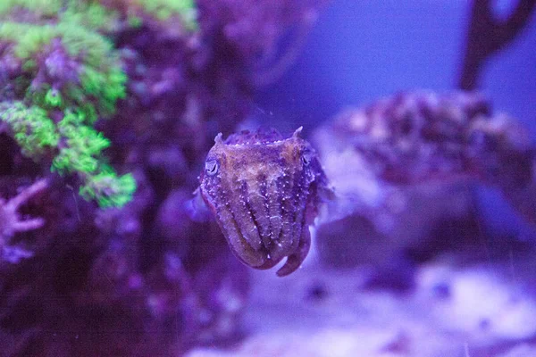 Cuttlefish Anão Sepia Bandensis Nativa Oceano Pacífico Ocidental — Fotografia de Stock
