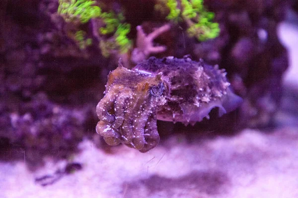 Cuttlefish Anão Sepia Bandensis Nativa Oceano Pacífico Ocidental — Fotografia de Stock