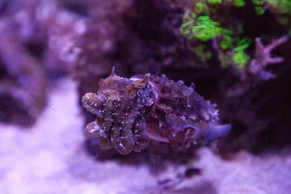 Cuttlefish Anão Sepia Bandensis Nativa Oceano Pacífico Ocidental — Fotografia de Stock