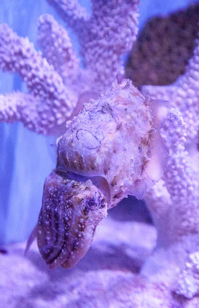 Cuttlefish Anão Sepia Bandensis Nativa Oceano Pacífico Ocidental — Fotografia de Stock