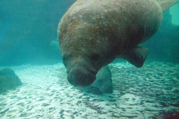 佛罗里达海牛也叫西印度海牛或海牛 Trichechus Manatus 在咸水中游泳 — 图库照片