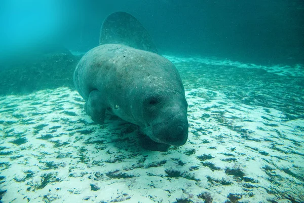 Florida Manatee Auch Als Westindische Seekuh Oder Seekühe Trichechus Manatus — Stockfoto