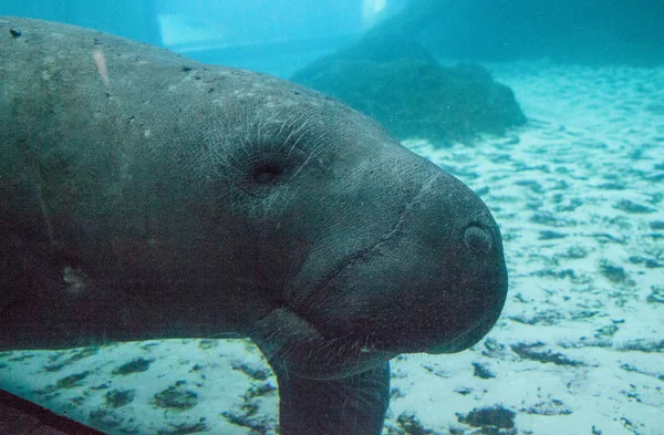 佛罗里达海牛也叫西印度海牛或海牛 Trichechus Manatus 在咸水中游泳 — 图库照片