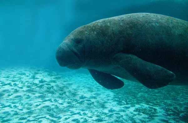 Batı Hint deniz ayısı veya deniz ineği Trichechus manatus olarak da bilinir Florida manatee tuzlu suda yüzüyor.