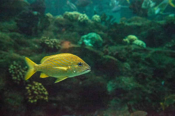 Franska Grymtfiskar Haemulon Flavolineatum Med Ljusa Blå Ögon Simmar Över — Stockfoto