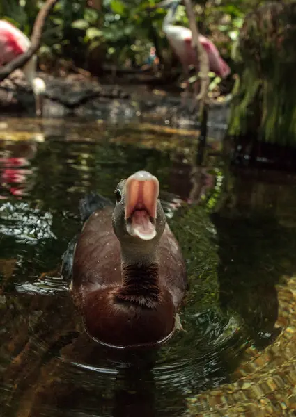 Fulvous Whistling Duck Dendrocygna Bicolor Berenang Kolam Naples Florida — Stok Foto