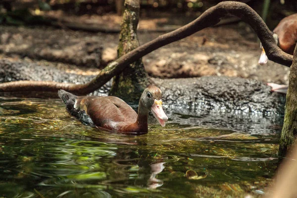 Amerikaanse Fluitend Eend Dendrocygna Bicolor Zwemt Een Vijver Naples Florida — Stockfoto