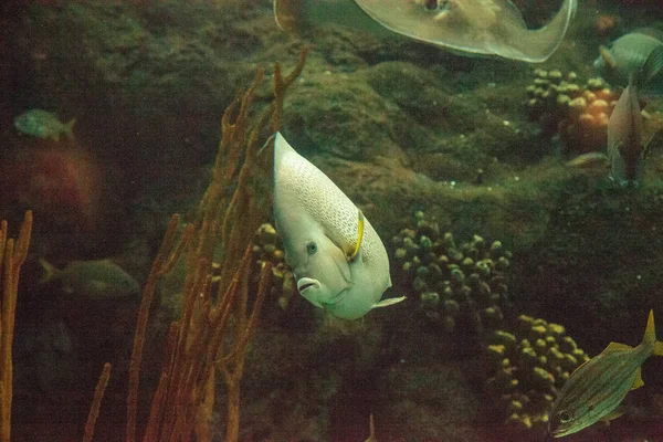 Pesce angelo grigio Pomacanthus arcuatus — Foto Stock