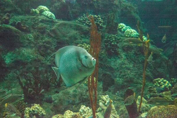 灰色神仙 Pomacanthus 藻游过珊瑚礁 — 图库照片