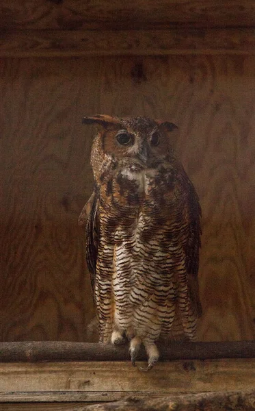 Great Horned Owl Bubo Virginianus Wznosi Się Cieniu Obory — Zdjęcie stockowe