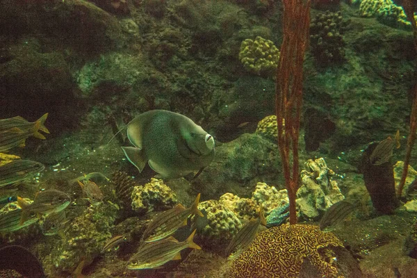 Pesce Angelo Grigio Pomacanthus Arcuatus Nuota Attraverso Una Barriera Corallina — Foto Stock