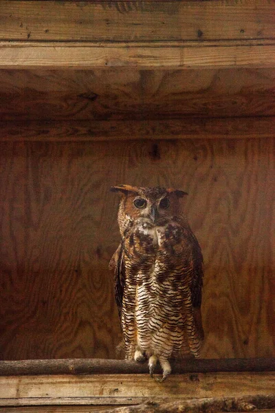 Great Horned owl Bubo virginianus — Zdjęcie stockowe
